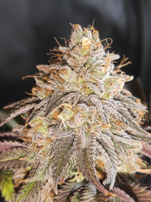 Big Bud. Week 20