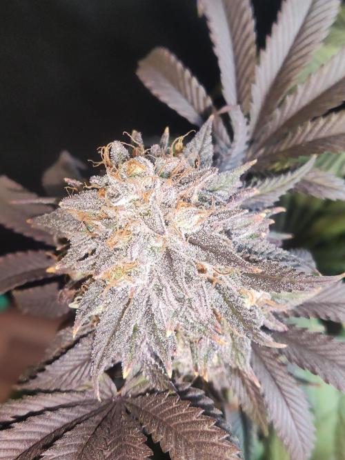 Big Bud. Week 20