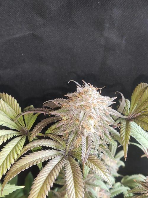 Big Bud. Week 20