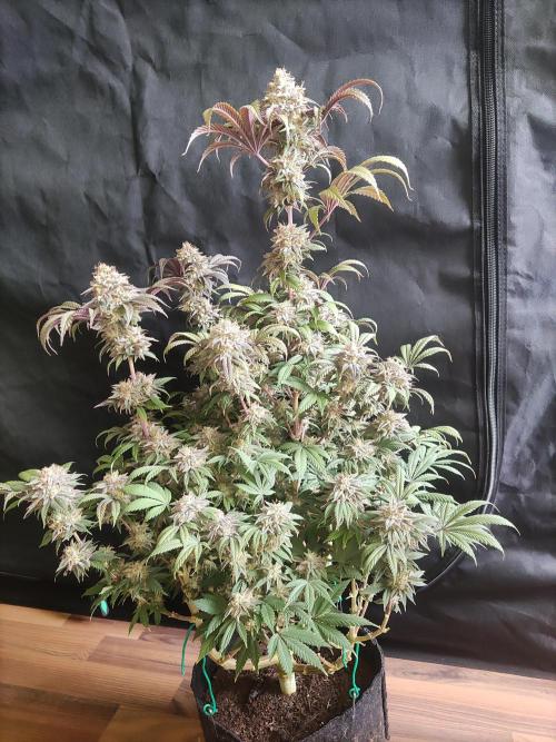 Big Bud. Week 20