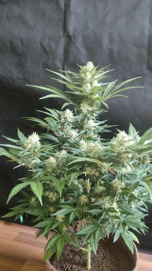 Power Plant