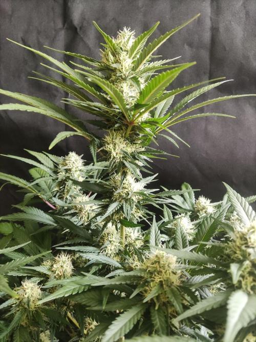 Power Plant. Week 9