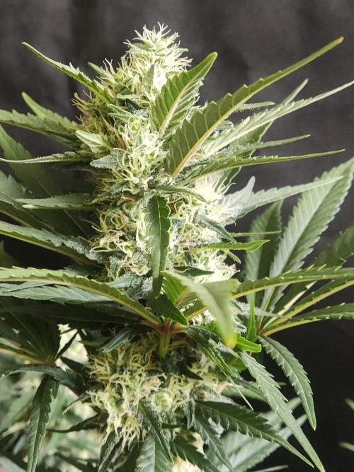 Power Plant. Week 9