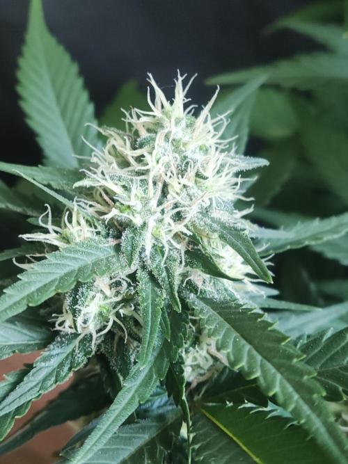 Power Plant. Week 9