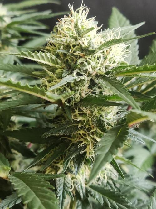 Power Plant. Week 9