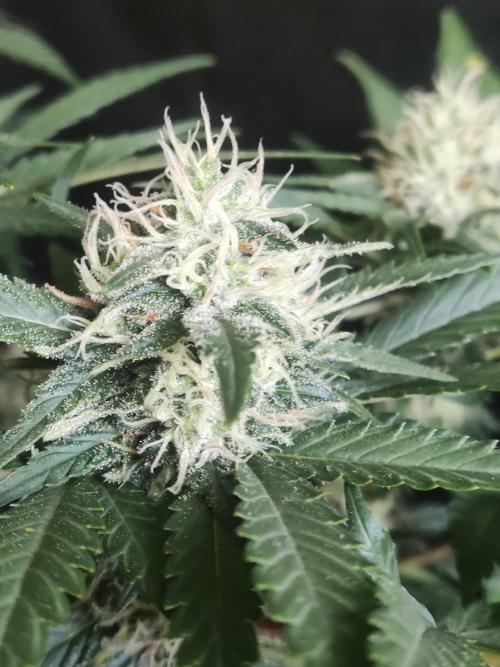 Power Plant. Week 9