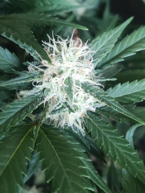 Power Plant. Week 9