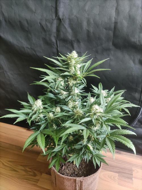 Power Plant. Week 9