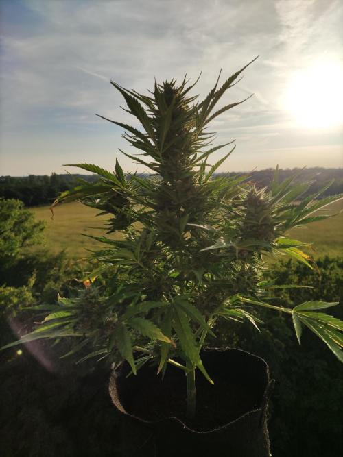 Creamzilla Auto ( In & Outdoor ). Week 9 - Tag 63