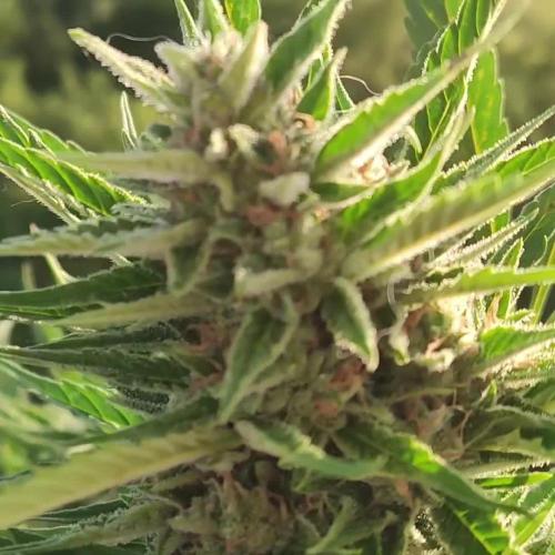 Creamzilla Auto ( In & Outdoor )