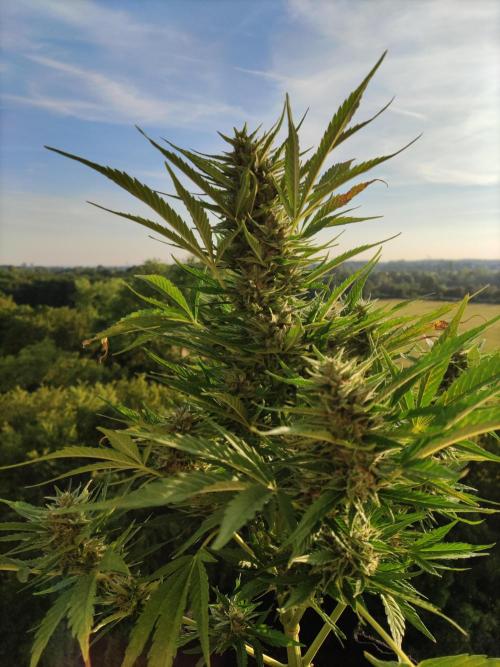 Creamzilla Auto ( In & Outdoor ). Week 9