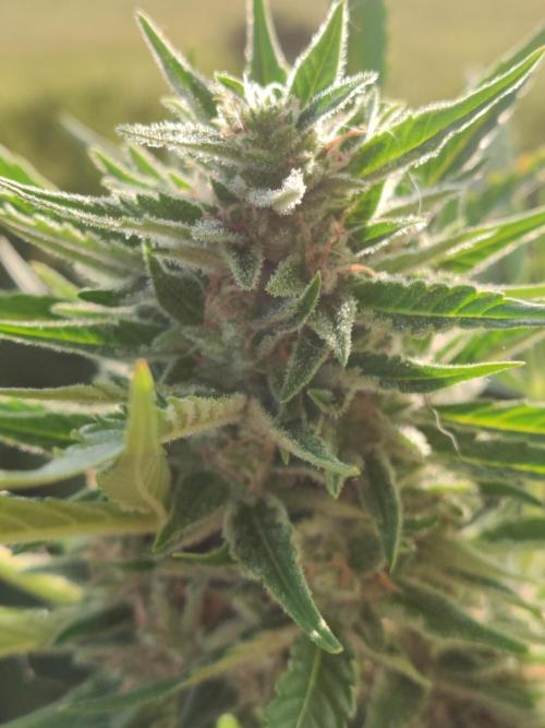 Creamzilla Auto ( In & Outdoor ). Week 9