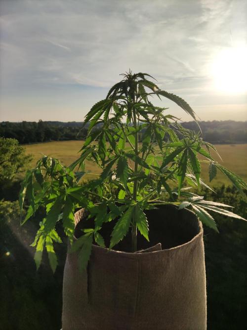 Ghost Train Haze Auto. Week 5 - Tag 35