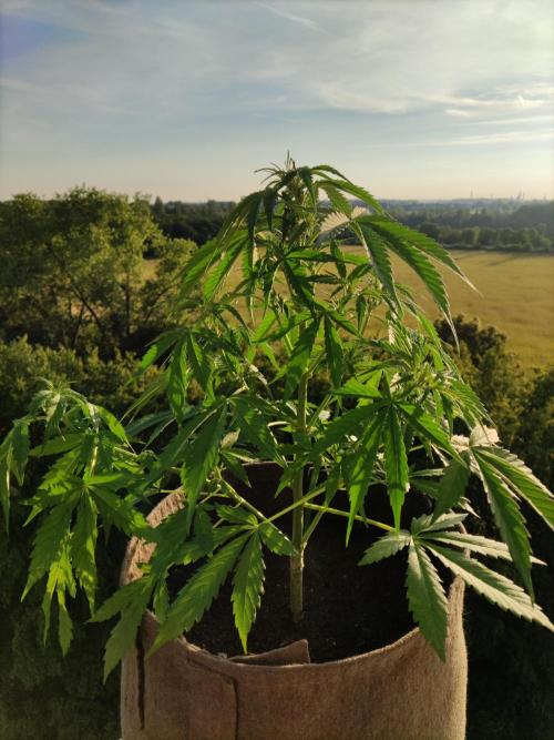 Ghost Train Haze Auto. Week 5
