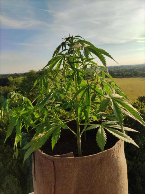Ghost Train Haze Auto. Week 5