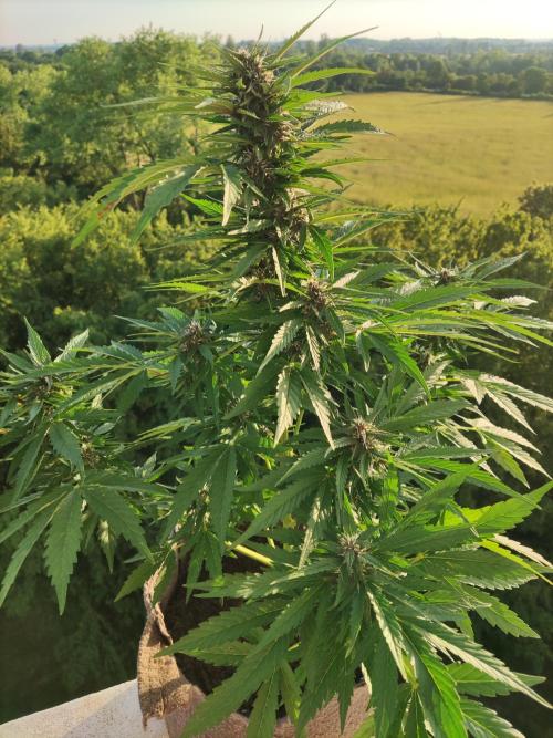 Auto Creeper. Week 7