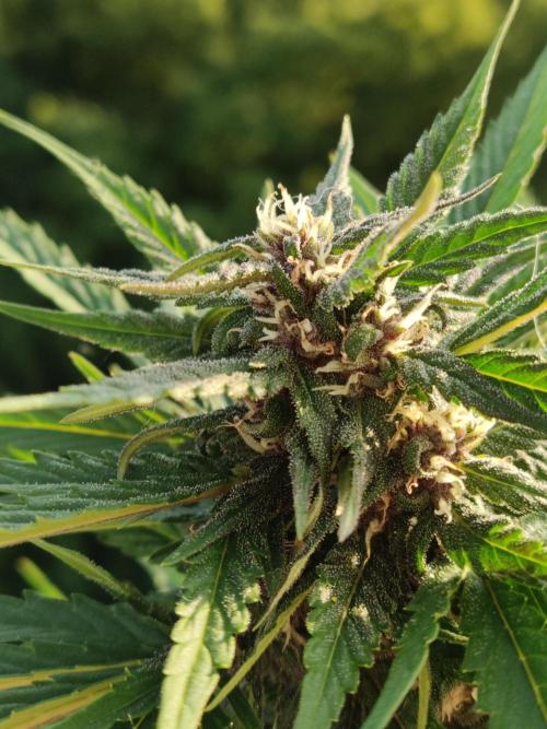 Auto Creeper. Week 7