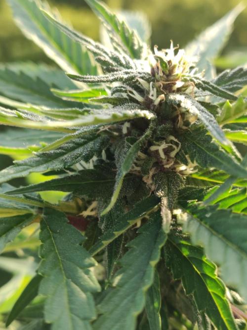 Auto Creeper. Week 7