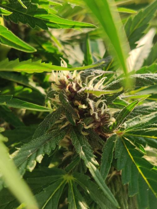 Auto Creeper. Week 7