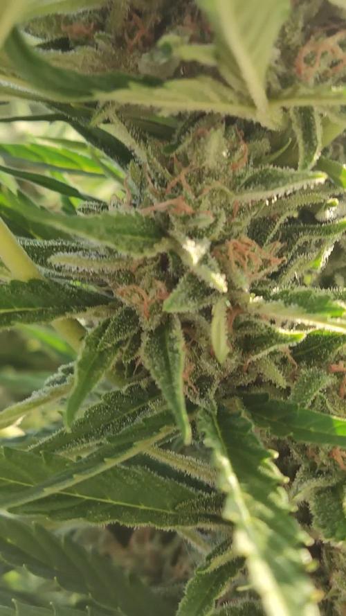 Auto Red Tropicana Cookies