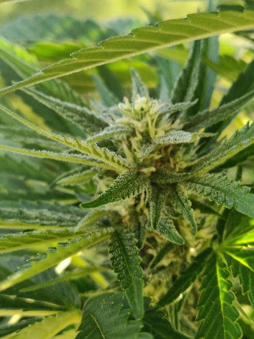 Auto Red Tropicana Cookies. Week 7