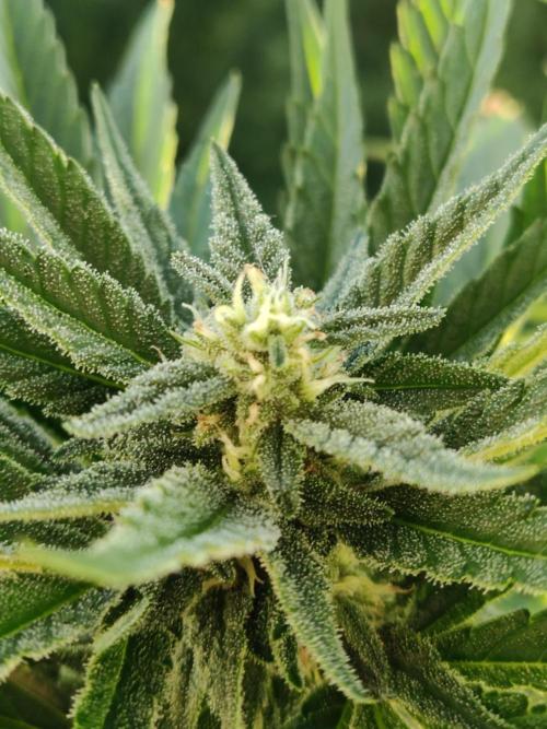 Auto Red Tropicana Cookies. Week 7
