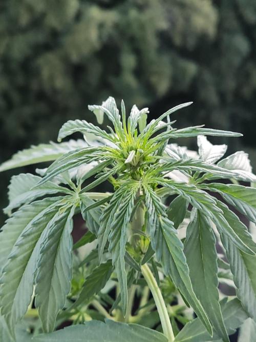Durban Poison Autoflower. Week 4