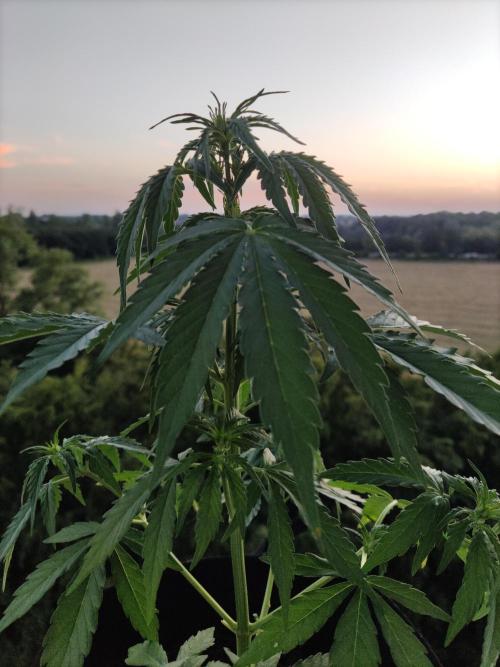 Durban Poison Autoflower. Week 4