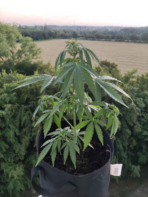 Durban Poison Autoflower. Week 4