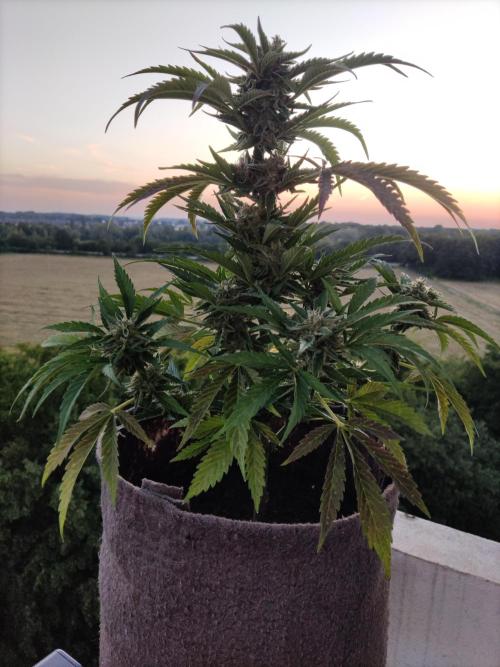 Auto Moon Rock ( In & Outdoor ). Week 9 - Tag 63