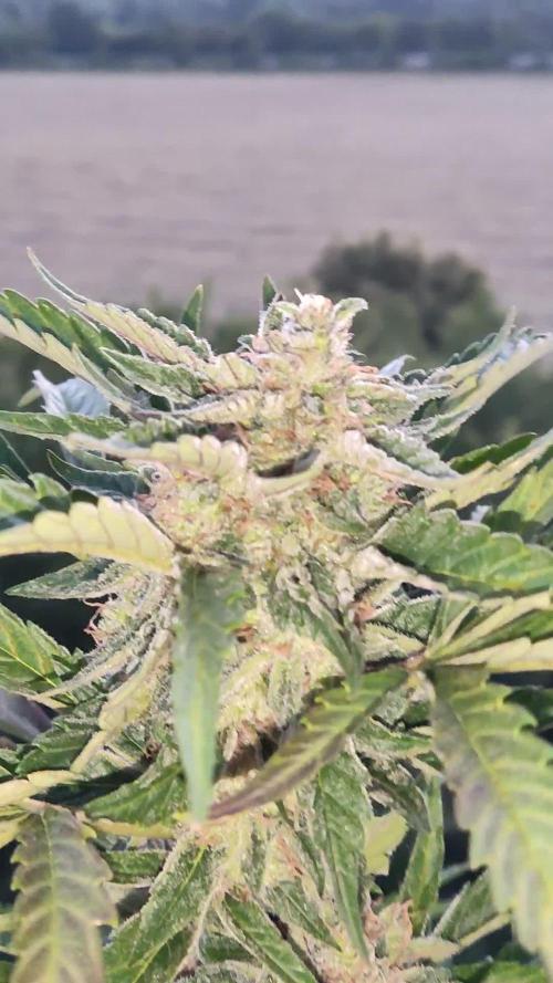 Auto Moon Rock ( In & Outdoor )