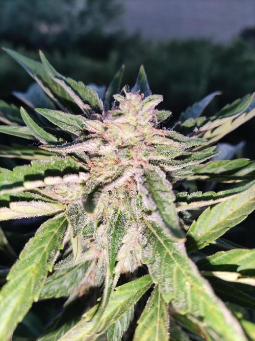 Auto Moon Rock ( In & Outdoor ). Week 9