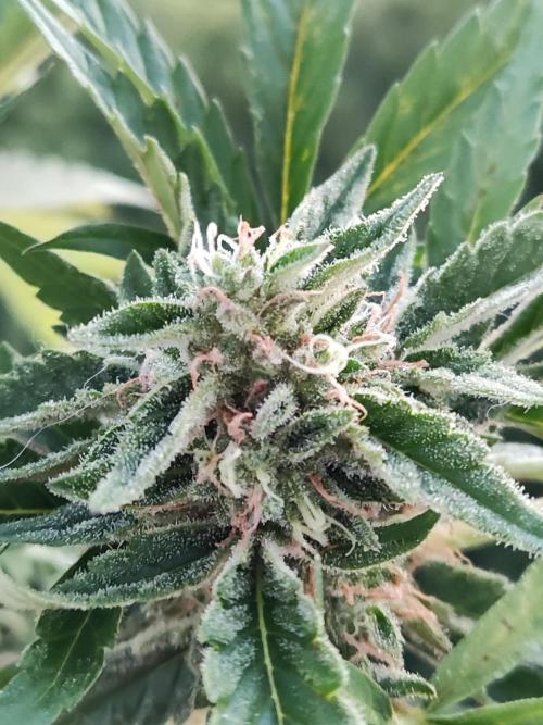 Auto Moon Rock ( In & Outdoor ). Week 9