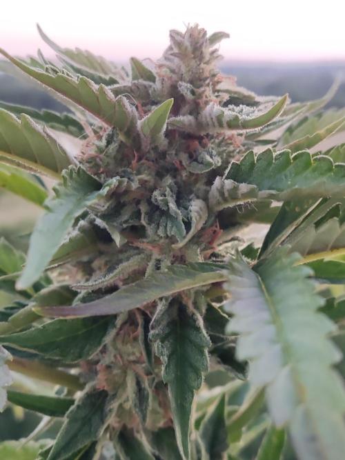 Auto Moon Rock ( In & Outdoor ). Week 9