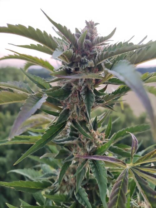 Auto Moon Rock ( In & Outdoor ). Week 9