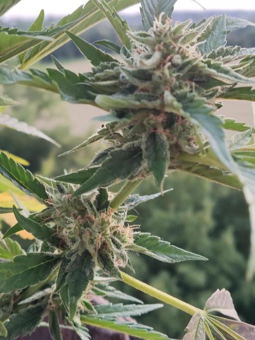 Auto Moon Rock ( In & Outdoor ). Week 9