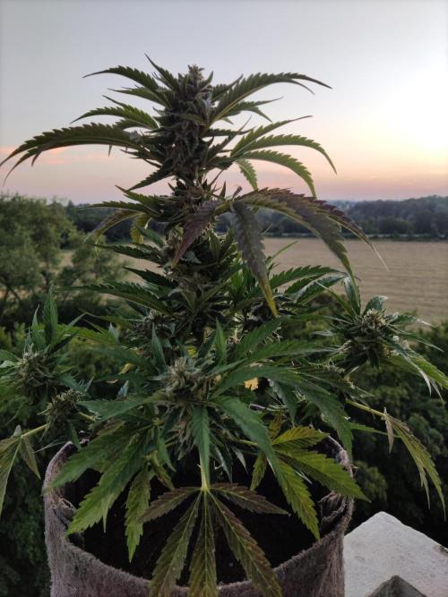 Auto Moon Rock ( In & Outdoor ). Week 9