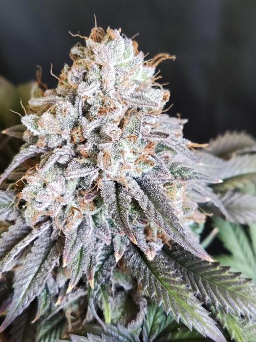 Big Bud. Week 21 - Blüte Tag 77