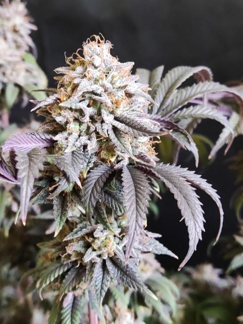 Big Bud. Week 21