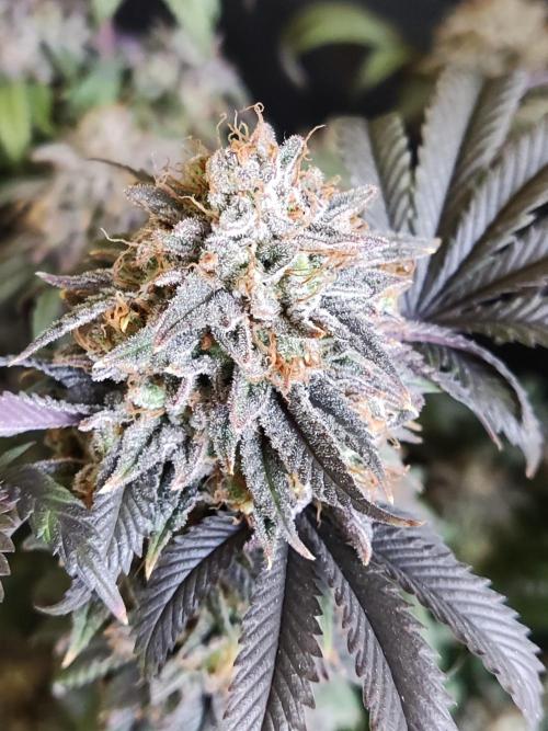 Big Bud. Week 21