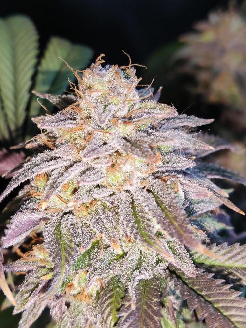 Big Bud. Week 21