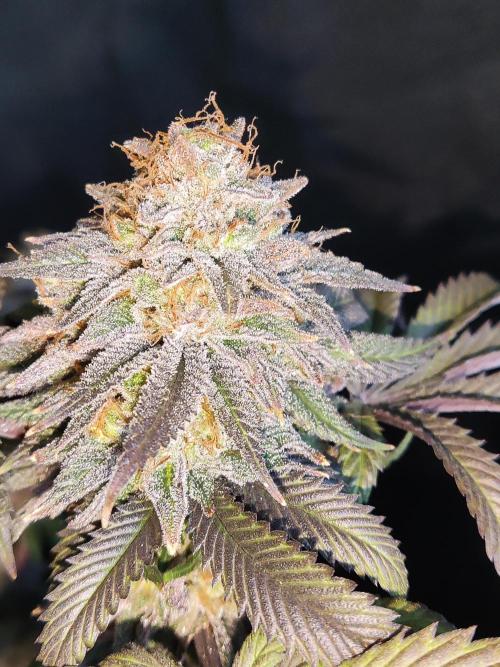 Big Bud. Week 21