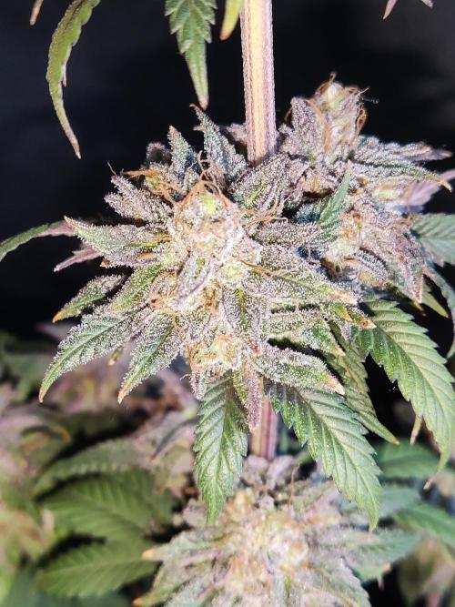 Big Bud. Week 21