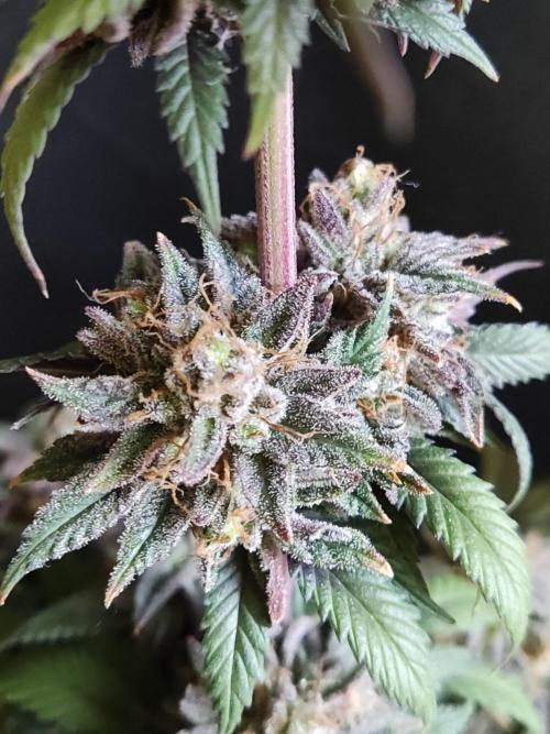 Big Bud. Week 21