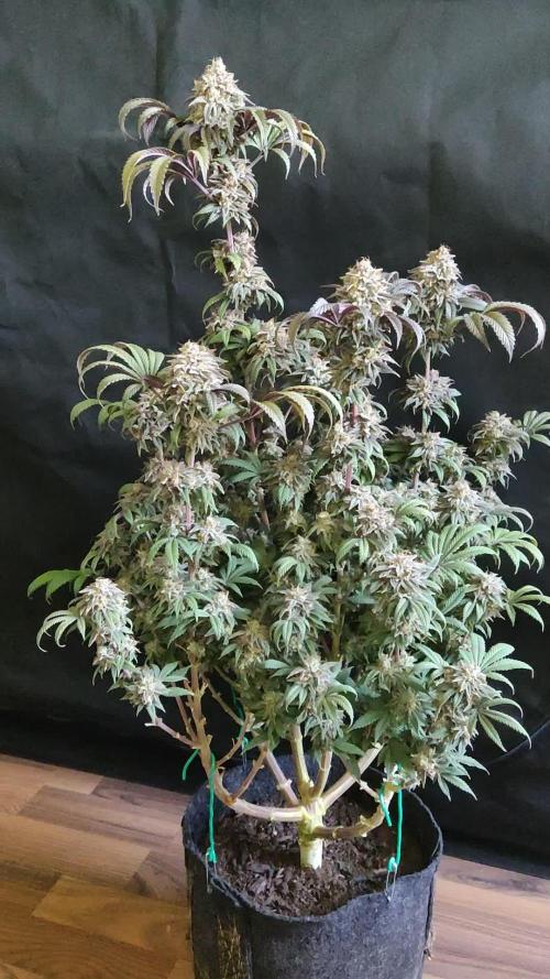 Big Bud