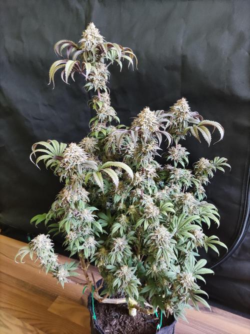 Big Bud. Week 21