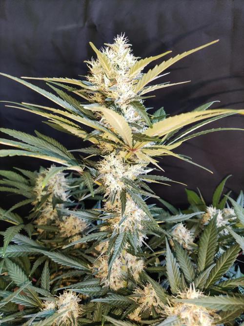 Power Plant. Week 10