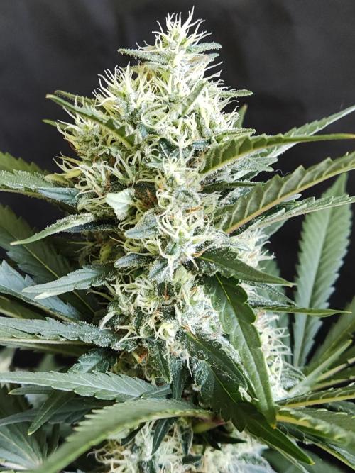 Power Plant. Week 10