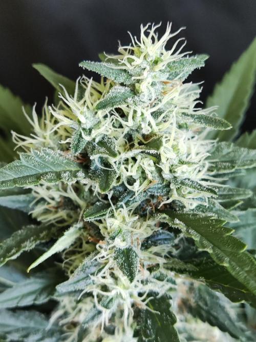 Power Plant. Week 10