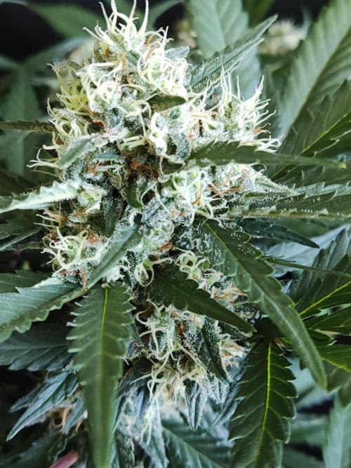 Power Plant. Week 10
